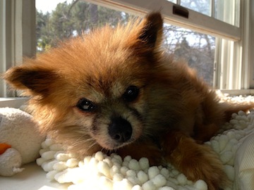 A small reddish-brown dog lies in the sunlight coming through a window.